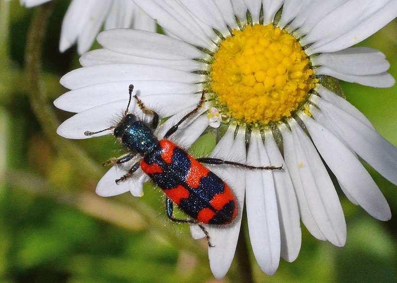 Trichodes alvearius